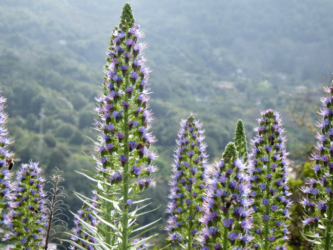 Natur auf La Palma im Sommer