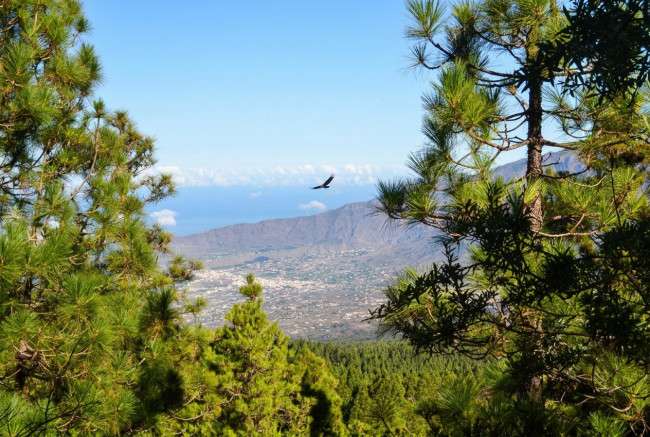 El Pilar Kiefernwald auf La Palma