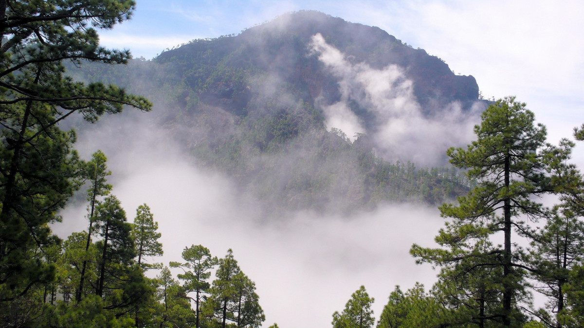 Natur auf La Palma